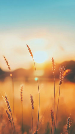 Wheat stalks bask in the golden glow of the setting sun, creating a serene atmosphere in the countryside. The soft light enhances the natural beauty of the landscape.の素材