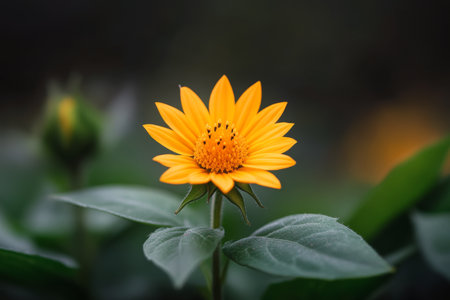 A vibrant yellow sunflower stands tall surrounded by green foliage, showing its intricate petals and central disc. Soft light highlights the beauty of this flower in a tranquil garden.の素材