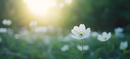 White flowers are blooming amid lush green foliage, softly illuminated by the warm light of the setting sun. The garden radiates tranquility and natural beauty in this serene atmosphere.の素材
