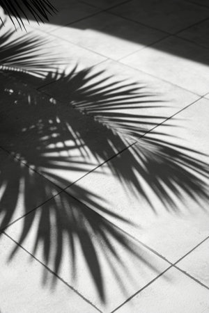 Intricate shadows of palm leaves fall across a light colored tiled surface, highlighting the contrast between light and dark. The scene evokes a calm, serene atmosphere.の素材