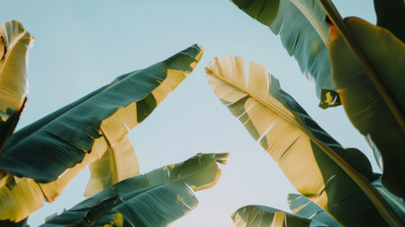 Tall banana leaves stretch towards a vibrant blue sky, creating a serene and tranquil atmosphere. The sunlight filters through the leaves, enhancing their lush green color.の素材