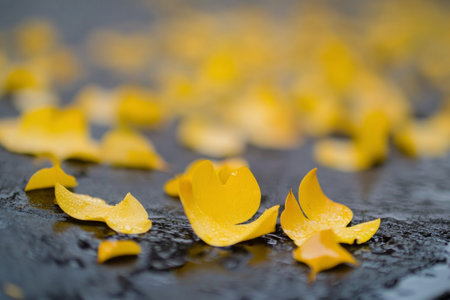 Bright yellow petals lie scattered across a wet pavement after a refreshing spring rain. Water droplets glisten on the slick surface as nature reawakens in the city.の素材
