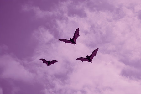 Three bats soar through a purple sky filled with clouds during dusk. The scene captures their graceful flight against the fading light.の素材