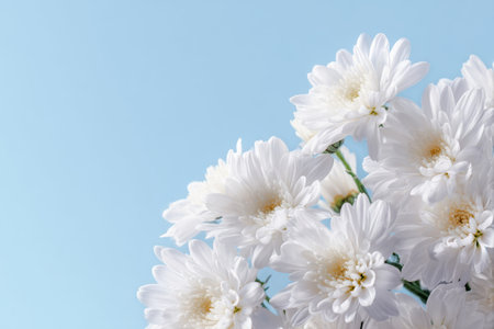 Bright white daisies spread their petals under a vivid blue sky, creating a beautiful scene of natures simplicity and elegance. The flowers look fresh and inviting.の素材
