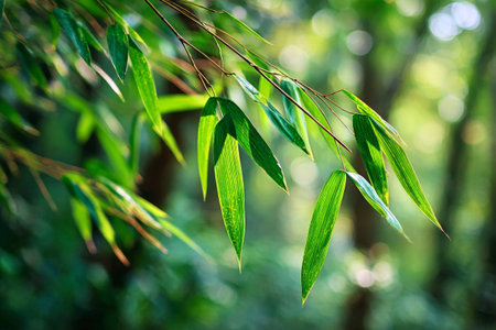 Bright green leaves hang gracefully from thin branches in a peaceful forest. Sunlight filters through the trees, highlighting the vibrant color of nature in a serene setting.の素材