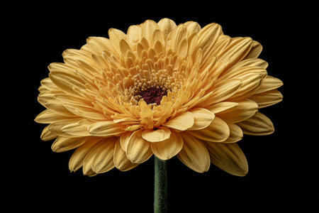 A vibrant yellow flower displays its petals covered in dew drops, highlighting the delicate details of nature. The dark background emphasizes the flowers bright colors..の素材