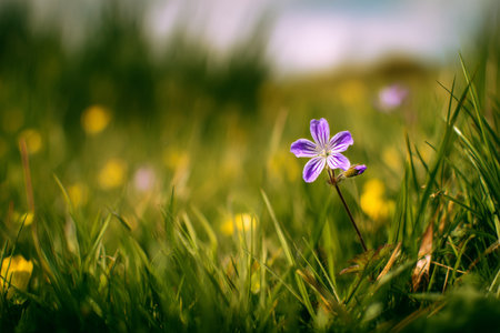 Bright purple flowers are sprouting in a green meadow under a clear blue sky, showing the beauty of springtime nature..の素材