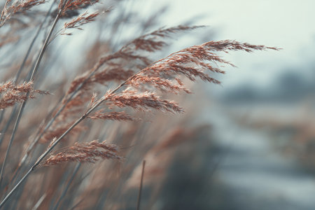 Tall reed plants sway softly in the breeze beside a peaceful pathway during dusk. The warm tones of the reeds contrast with the cool background, creating a calming scene.の素材