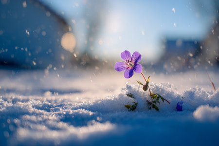 A vibrant purple flower stands out, blooming amid fresh snow during winter. Soft sunlight illuminates the scene, creating a peaceful atmosphere with delicate snowflakes falling gently.の素材