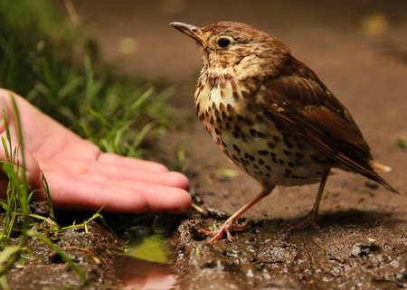 Quail and handの写真素材