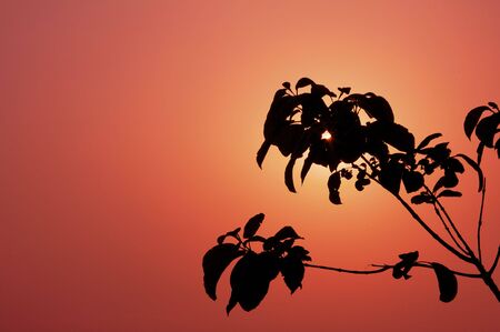 silhouetteの写真素材