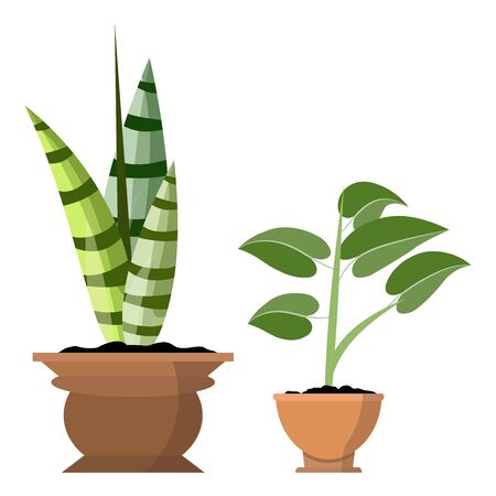 Potted plants isolated on white. Vector set of two green tropical plant in pot illustration for interior and cartoon propsのイラスト素材