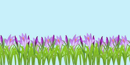 Crocus flowers seamless pattern vector illustration. Crocuses with buds, petals and stems around on the sides. Vector flowers nature seamless pattern decoration isolated on light blue.のイラスト素材