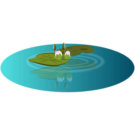 Pink lotus attractive water lily vector reflected on the ponds water with leaves and fresh flower budsのイラスト素材