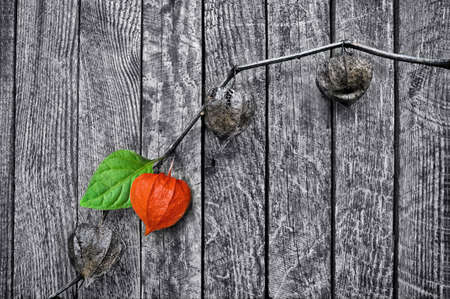 Branch dry physalis on a wooden background wallの写真素材