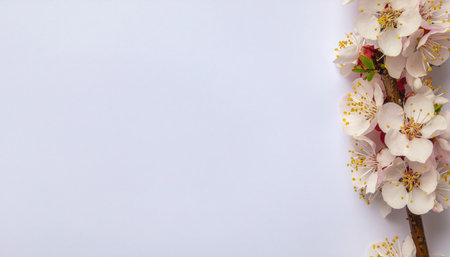 Cherry tree blossom flat lay on white background showcasing delicate spring flowers, perfect for seasonal design, nature projects, floral branding, greeting cards, and springtime decoration themes.の素材