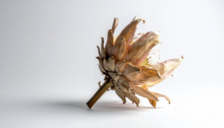 dried eucalyptus flowering stem on white subtle texture pop minimal neutral palette calm negative spaceの素材