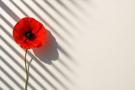 Overhead red poppy with a long stem casting crisp venetian blind shadows across white wide negative space on the rightの素材