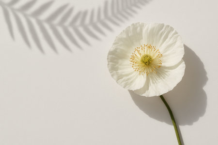 Overhead white poppy with fine stamens and a diagonal fern frond shadow sweeping across a clean white backdrop generous copy spaceの素材