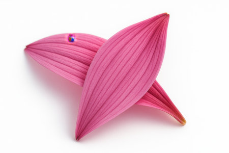 Two Echinacea petals three quarter macro slightly overlapping like shingles subtle backlight for translucent magenta glow isolated on white botanical detailの素材