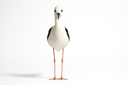 Stilt wading bird portrait facing camera with legs visible on whiteの素材