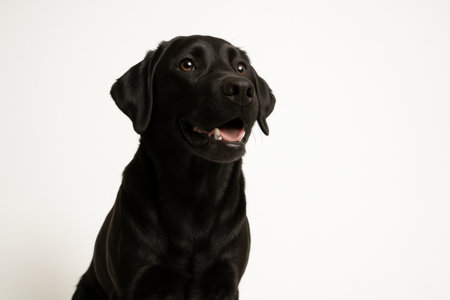 Top down view of black Labrador Retriever sitting neatly and looking up with a happy expressionの素材