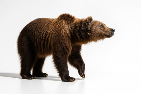 Grizzly bear mid shake isolated on pure white fine water droplets frozen around the head crisp fur studio wildlife actionの素材