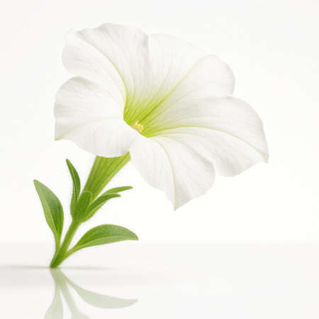 Petunia axillaris side profile highlighting the long tubular corolla with fine hairs on calyx and stem studio isolated on whiteの素材