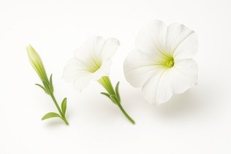 Petunia axillaris three blooms arranged in a gentle arc from bud to fully open to suggest life cycle studio isolated on whiteの素材
