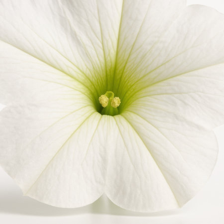 Petunia axillaris macro of corolla throat showing fine radial veins pollen and a faint green center studio isolated on whiteの素材