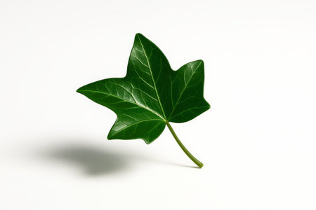 Hedera ivy leaf lightly curled as if floating above the surface minimal botanical studio on whiteの素材