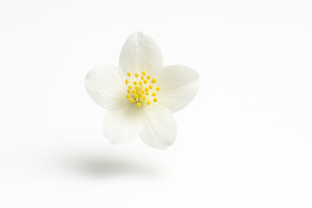 White jasmine blossom hovering slightly above the surface with a soft shadow ellipse serene floral studio isolated on whiteの素材