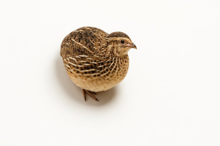 Wild common quail resting in a compact pose viewed from above clean top down wildlife study studio isolated on whiteの素材