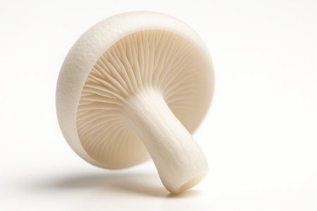 White shimeji mushroom extreme macro underside of a single cap revealing fine gill texture clean culinary studio isolated on whiteの素材