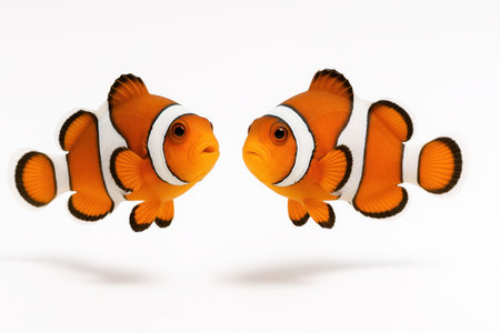 Pair of clownfish in gentle mid swim forming a loose arc above the surface clean marine studio visual on whiteの素材