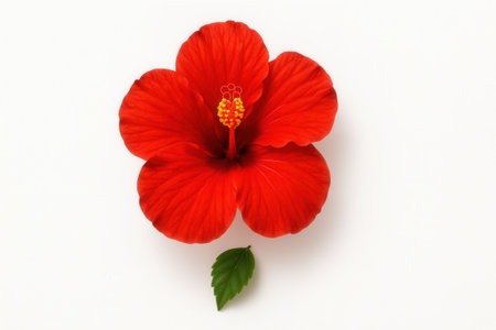 Red hibiscus top down flat lay with the bloom centered and a small green leaf placed at the lower edge for balanceの素材