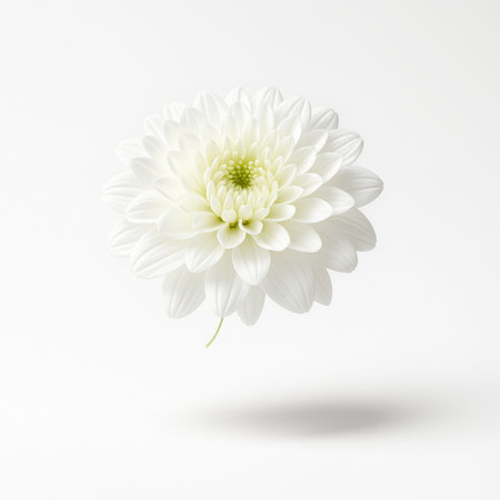 Large white chrysanthemum bloom suspended mid air with a gentle twist and layered petals on whiteの素材