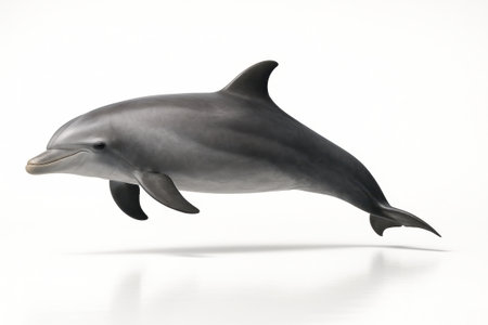 Dolphin side profile forming an elegant s curve with dorsal fin and tail aligned low angle perspective on whiteの素材