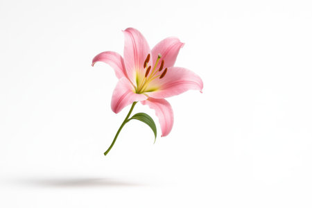 Pink lilies single stem suspended mid air with a slight clockwise twist and petals fully open on whiteの素材