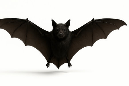 Black bat with full wingspan on white background front view symmetrical pose ears forward high speed frozen motion for wildlife and Halloween themesの素材