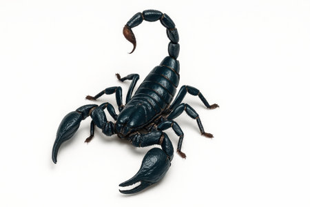 Asian forest scorpion full body top down on white background tail high over back and pedipalps posed for insect wildlife danger and toxin themesの素材