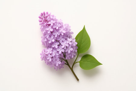 Lilac flower branch panicle top down centered on white background for floral spring garden wedding card and botanical design themesの素材
