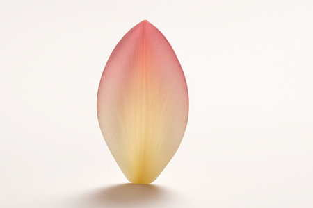 Single tulip petal standing upright with luminous core on white background for spring floral easter and beauty design themesの素材