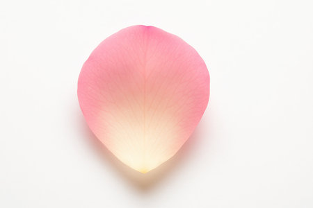 Single rose petal with glowing backlight and visible veins on white background for romantic floral wedding and beauty design themesの素材