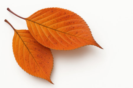 Two cherry tree autumn leaves overlapping diagonal macro on white background for seasonal nature decor and fall foliage themesの素材