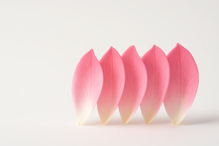 Pink rose petals standing upright in a gentle wave side view on white background for floral wedding romantic beauty decor and background themesの素材