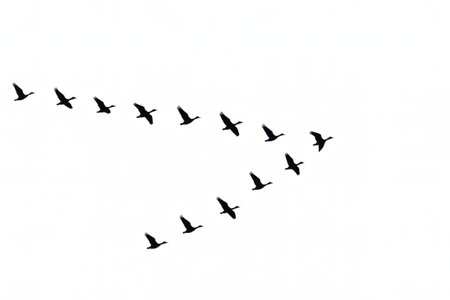 Many birds flying in clear v shaped formation on bright white background migration flock silhouette concept for nature border poster and seasonal travel designの素材