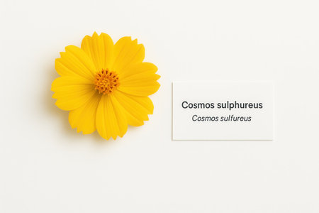 Top view yellow Cosmos sulphureus flower lying flat beside small white identification card on seamless white backgroundの素材