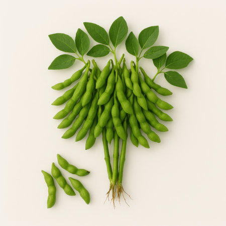 Closeup fresh harvested soybean edamame plant stems fanned out on white background green pods and leaves healthy protein rich vegetable concept for farm produce and cuisineの素材