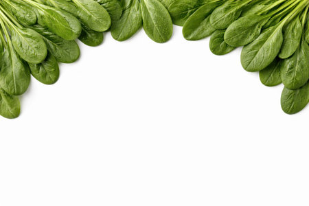 Top view fresh spinach leaves arranged as semicircle fan border with large copy space clean studio flat lay isolated on white backgroundの素材